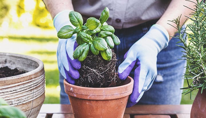 Plants That Repel Aphids Basil The Cannabis Companion Plant